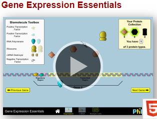 Phet Simulation Gene Expression Worksheets Answers